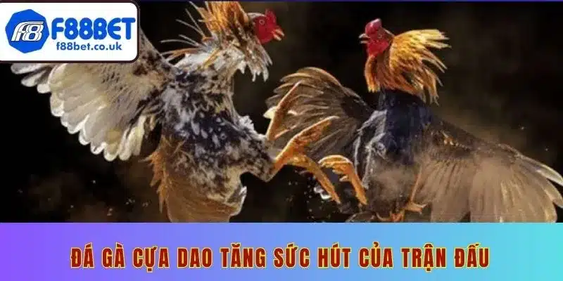 Đá gà cựa dao