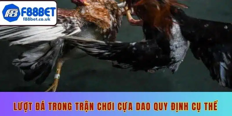 Đá gà cựa dao