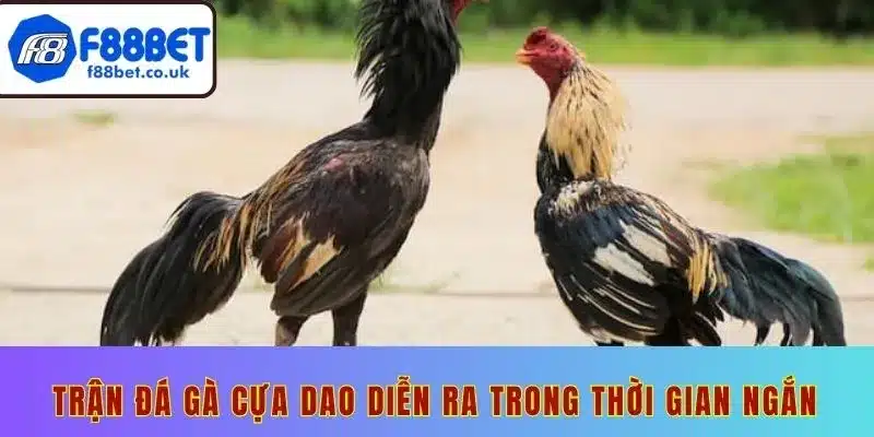 Đá gà cựa dao