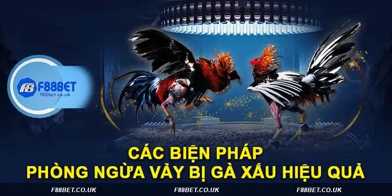 Vảy gà xấu